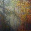 Light (Golden Autumn)