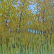 Autumn Forest